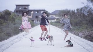 Highlight Make Your Dog A Superstar