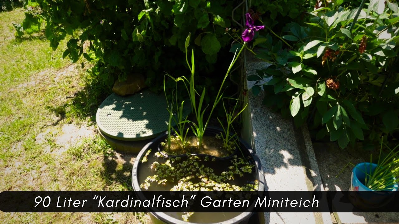 90 Liter Miniteich im Garten für die Kardinalfische 