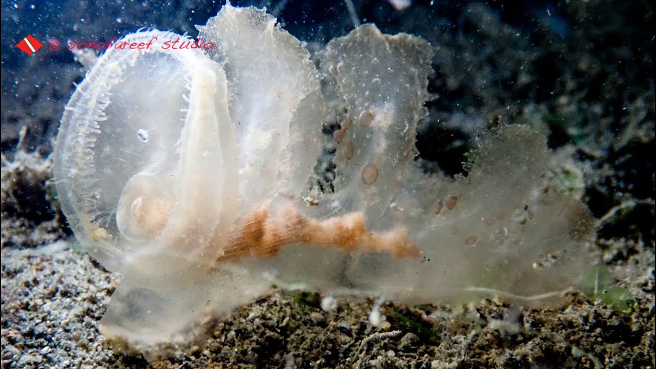Dive Romblon Agnay Melibe viridis