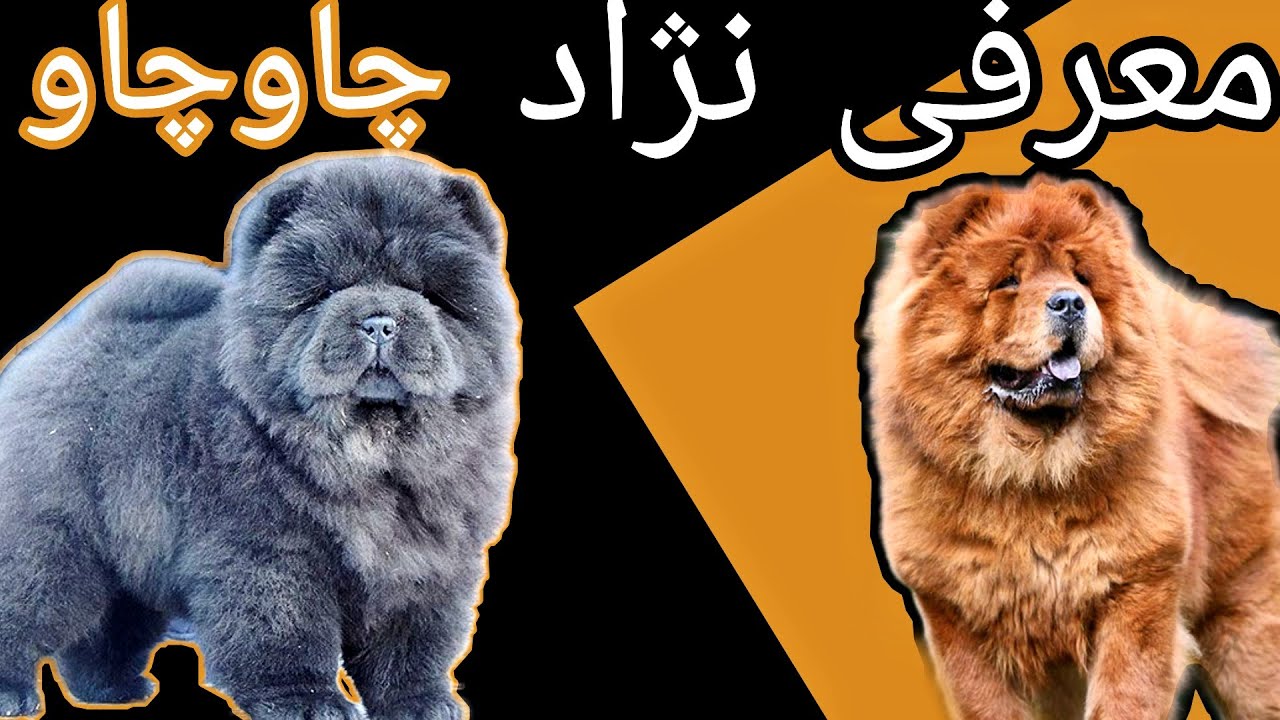 سگ چاوچاو | معرفی نژاد چاوچاو | معرف به بچه شیر