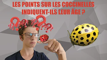 Est-ce que la coccinelle à 4 membres ?