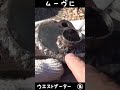 ダイハツムーヴにウエストゲーター その3 #ターボ #爆音