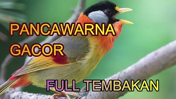 PANCAWARNA GACOR