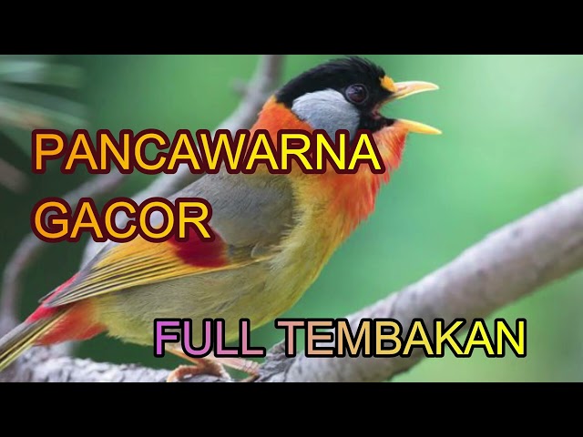 PANCAWARNA GACOR class=