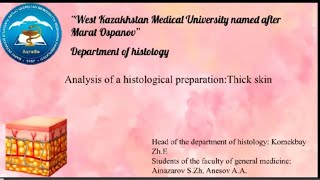 Analysis of a histological preparation: Thick skin
