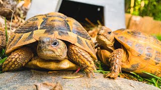 The BEST pet tortoises; Russian and Testudo Tortoises!!