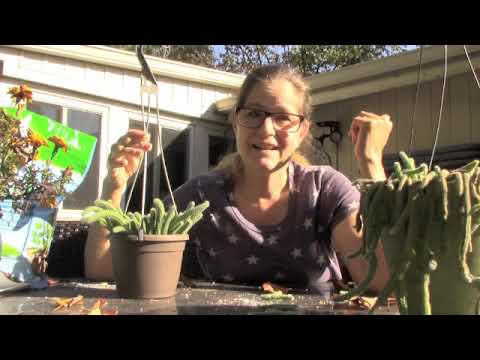 Vidéo: Rat Tail Cactus Care - Cultiver des plantes d'intérieur de cactus à queue de rat
