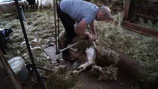 Shearing Rams in Canada 2019 vid 1