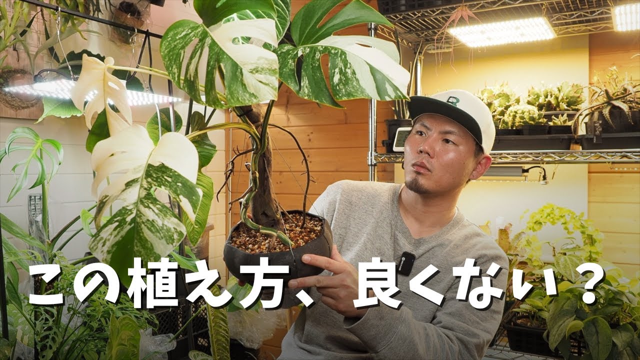 園芸活動報告【観葉植物】