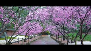 The Cherry Blossom Festival 2024