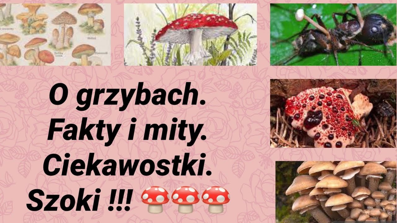 Sprawdzian Z Przyrody Klasa 5 Dział 7 O Grzybach O grzybach. Prawdy. Mity. Ciekawostki. Szok ! 🍄 - YouTube
