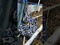 #snake #reptiles #pets #wildanimals #ballpython #miansafeerahmad #pakistan #exotic #snakesofpakistan