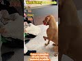 Tom Holland React Viral Videos#tomholland #funny #trytolaugh #reaction