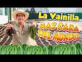 VAINILLA LA FRUTA MÁS CARA del mundo | Vaina Verde en oro Negro Madagascar nos la arrebato