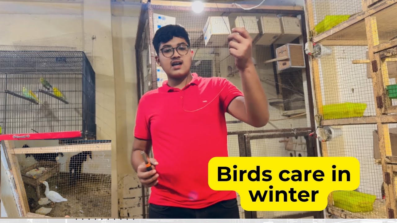 Winter care of finches and parrots| How to take care of birds during ...