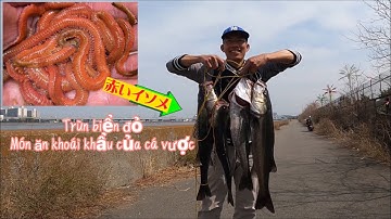 Sức hút của trùn biển đỏ đối với cá vược | Câu cá ở sông Yamato Osaka | Gia Đình Cá Tráp