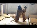 Energetic Marmots and an Unbothered Marmot