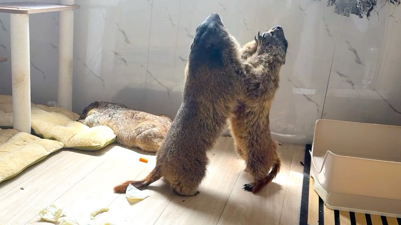 Energetic Marmots and an Unbothered Marmot