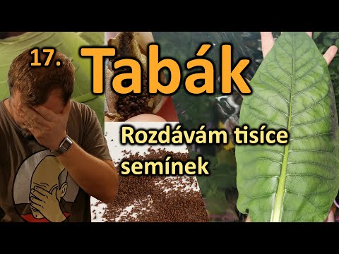 Video: Jak pěstovat tabák (s obrázky)