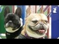 Doglopedia - French Bulldog Guide Doglopedia - French Bulldog Guide