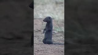 Dwarf Mongoose Checks Out Cam