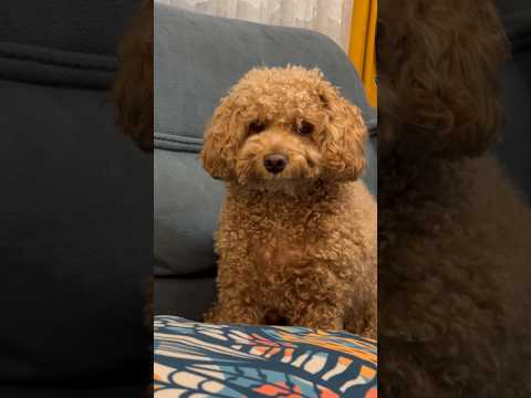 دیدین آخرش با من خوند ببخشید من صدام خوب نیست شعرم یادم رفته اما همینجوری دلی بیاد مامانم خوندم