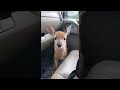 Fawn bleats after being rescued  viralhog