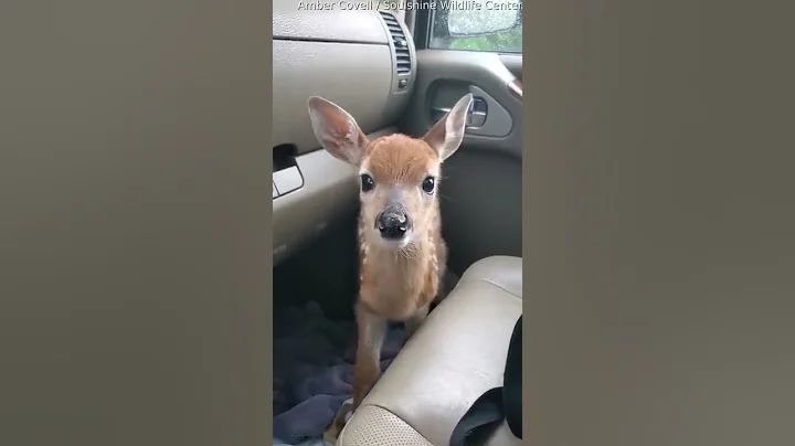 Fawn Bleats After Being Rescued || ViralHog