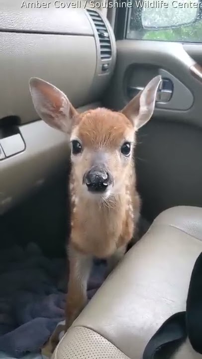 Deer Wanders Into A Yard — And Then Finds A New Friend