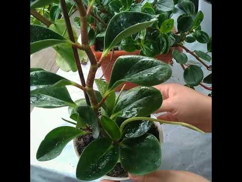 Video: Tipuri și Cultivare De Peperomie Ampelous (Peperomia)