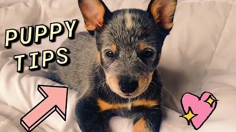 Raising a Blue Heeler Puppy | 5 TIPS 💖🦡