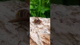 Cute Hornet Queen chewing wood for nest building