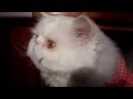 Говорящие коты Talking cats  Подборка  Недди )) Без муз. сопровождения.