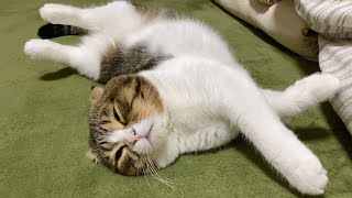 遊びたいのに眠すぎてそのまま寝ちゃう猫