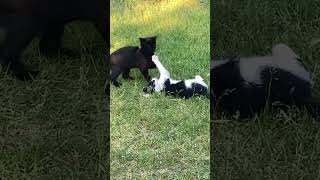 #cat #kitty #kitten #play #fun #cute #budapest #city #hungary #travel #home #viral #foryou #youtube