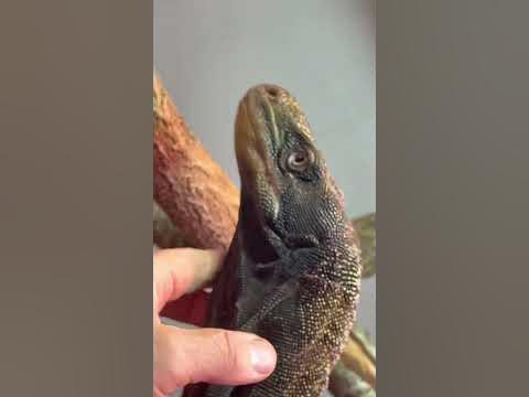 You’re looking at a highly intelligent cold blooded creature …. Imagine