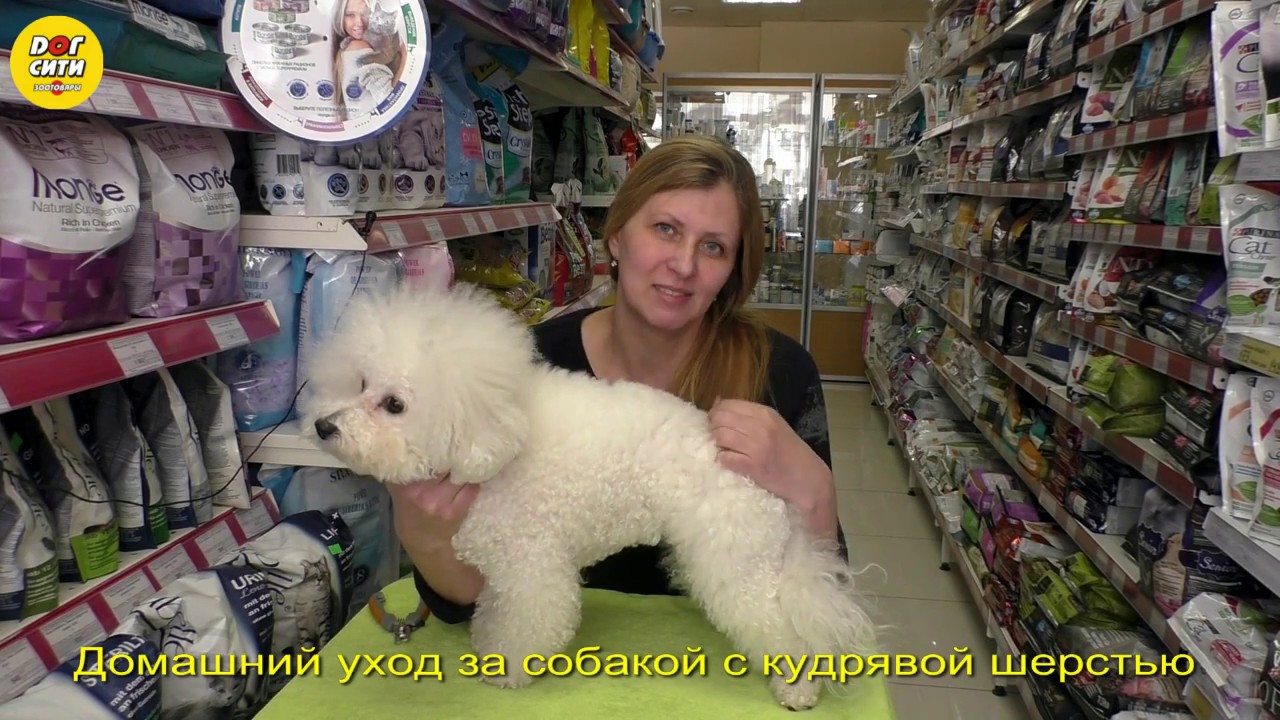 Домашний уход за собакой с кудрявой шерстью