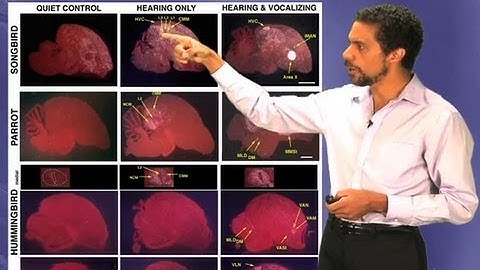 Convergence of vocal learning pathways - Erich Jarvis (Duke/HHMI)