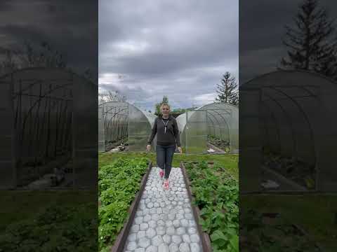 Видео: Фонтанная трава: как перезимовать с фонтанной травой в контейнерах