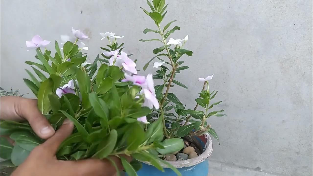 Sadabahar ke plant ko cutting se kaise lgayein┃How to grow vinca from