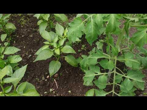 Мульчирование- польза или