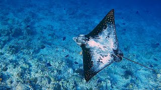 Omadhoo. Maldives. Morning Dive At The House Reef