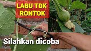 Teknik Potong Sulur Labu agar mau berbuah dan tidak  mudah rontok pentilnya/ Pengalaman pribadi.