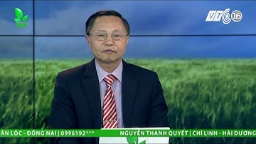 Tìm hiểu về cách chăm sóc cá đối mực