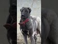 ERKEK GİBİ DİŞİ DEDİKLERİ KÖPEK !