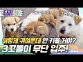 [동물농장] 남의 집 테라스에서 3꼬물이 육아하는 뻔뻔갑 개엄마 공주🐶 #동물농장 #달리 Mp3 Song