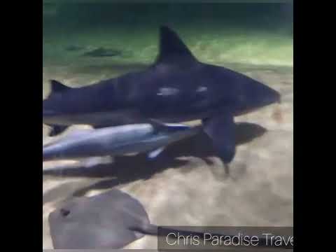 Marine World Chavakkad India's Largest Public aquarium#shorts #thrissur #marineworld #youtubeshorts