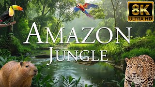 Amazon Jungle 8K ULTRA HD | Wildlife of Amazon Rainforest | Forest Animals