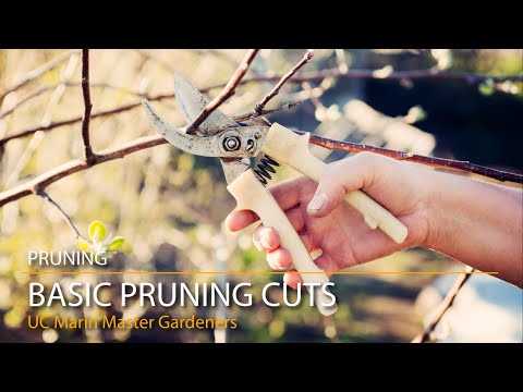 4 Basic Pruning Cuts, Demonstrated & Explained!