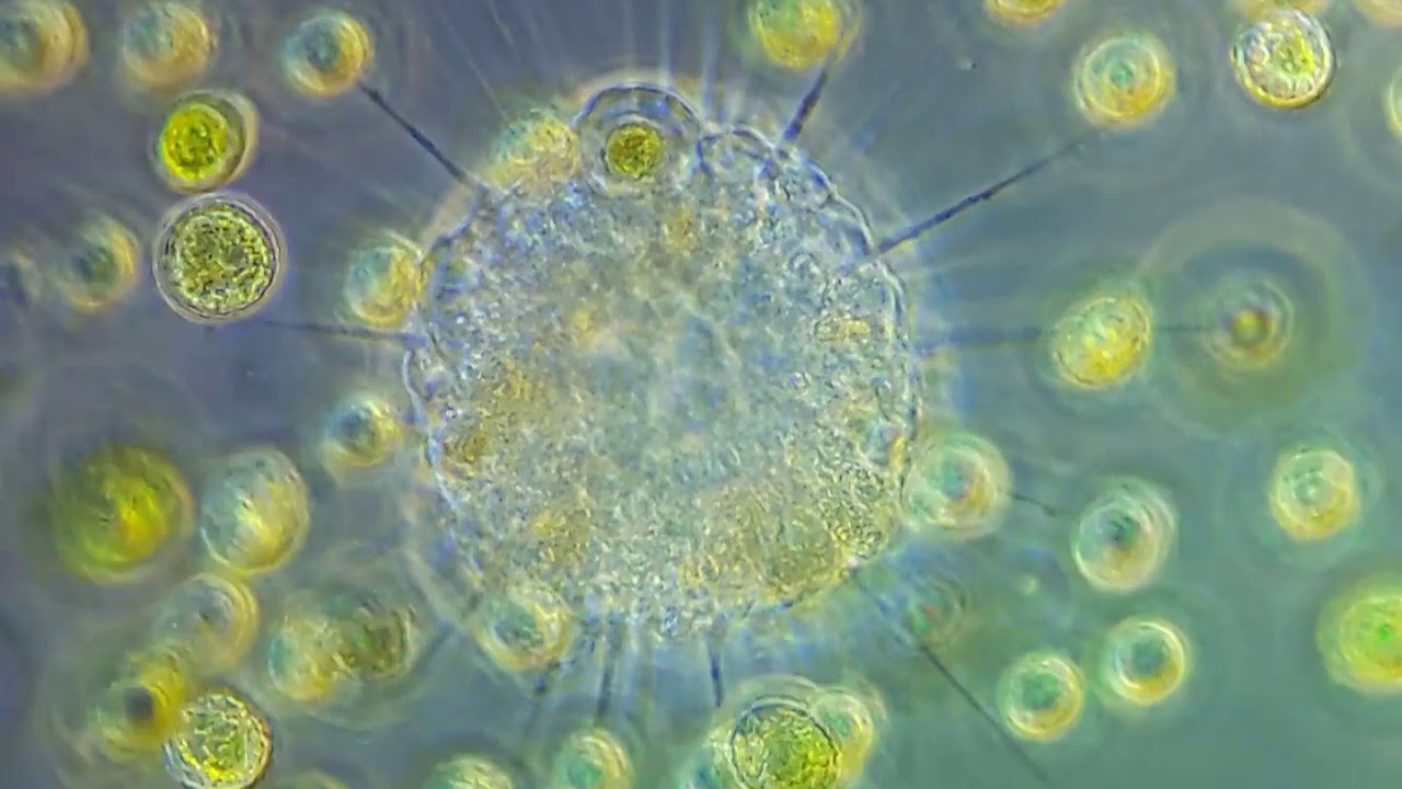 Солнечник \ Heliozoa